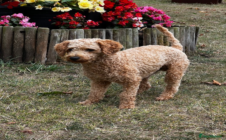Toy Poodle dogs in Radstock - Advert 10