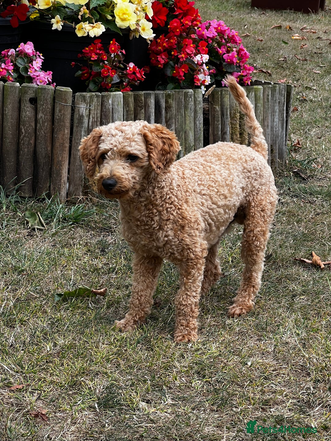 Toy Poodle dogs for stud: KC Registered Red Toy Poodle Fully DNA Tested in Radstock - Image 1