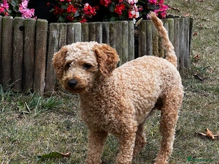 Toy Poodle dogs in Radstock - Advert 2