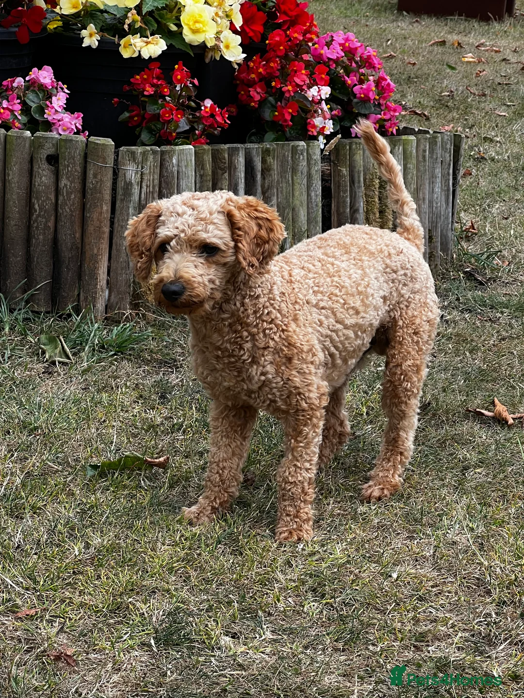 Toy Poodle dogs for stud: KC Registered Red Toy Poodle Fully DNA Tested in Radstock - Advert 2