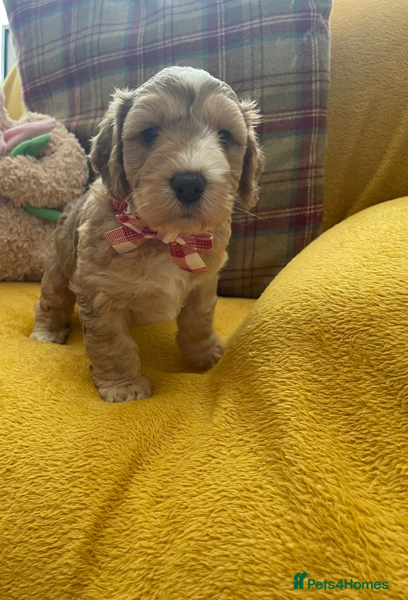 Cockapoo dogs Cockapoo Puppies 🐶💕 - Advert 2