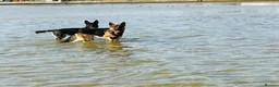 German Shepherd dogs for sale: Short haired German shepherd puppies  in Saint Leonards-on-sea - Advert 3