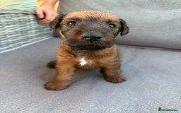 Irish Terrier dogs for sale: 2 Irish Terrier Puppy Girls for Sale 🐾 - Image 6