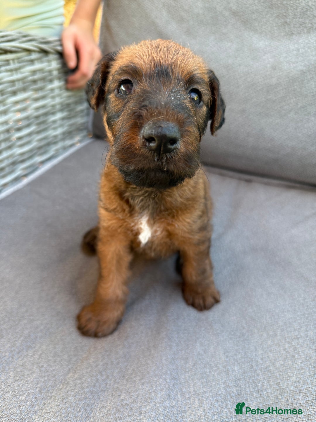 Irish Terrier dogs for sale: 2 Irish Terrier Puppy Girls for Sale 🐾 - Image 6