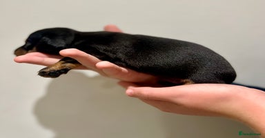 Miniature Dachshund dogs - Advert 15