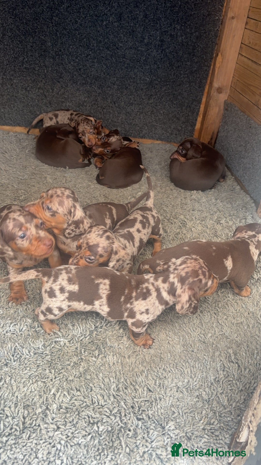 Dachshund dogs for sale: Gorgeous Dachshund Puppies - Image 1