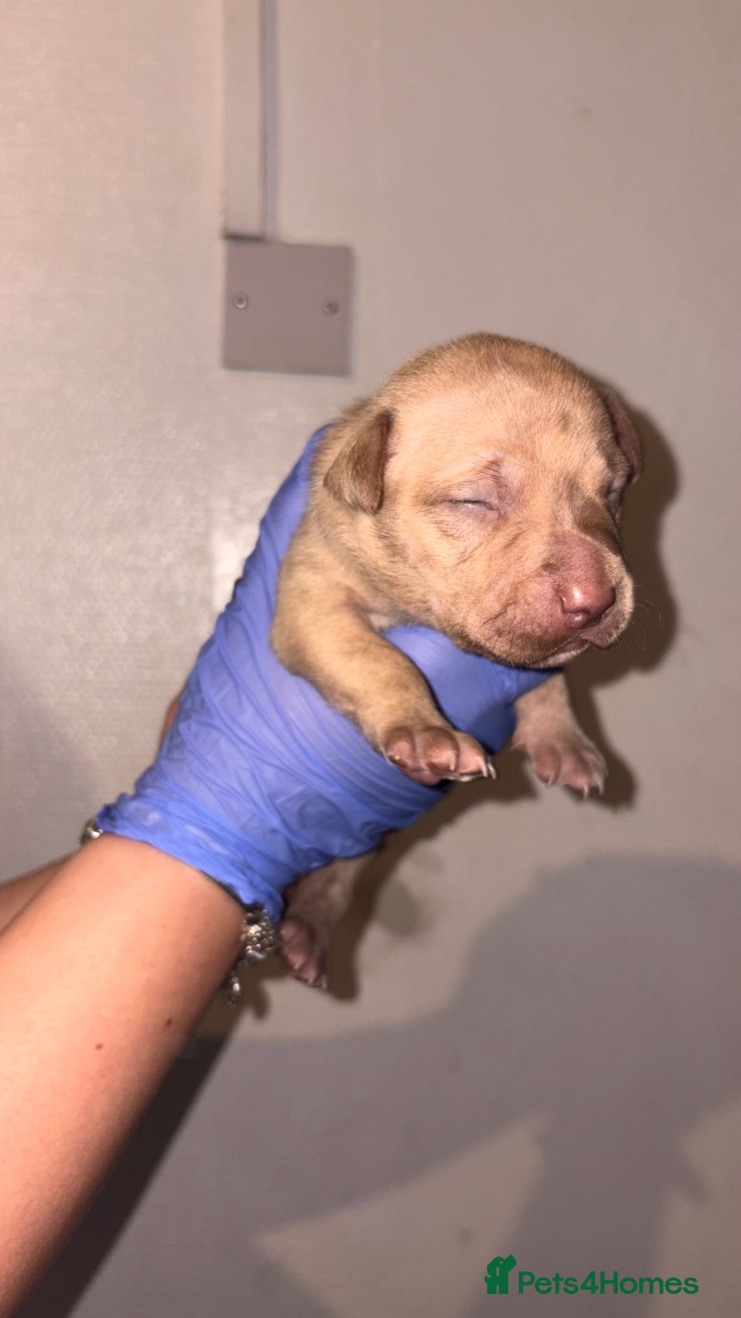 American Bull Staffy dogs for sale: 2 beautiful puppies available - Advert 4