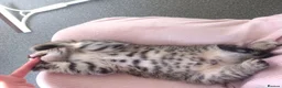 Mixed Breed cats for sale: 4 kittens  - Advert 2