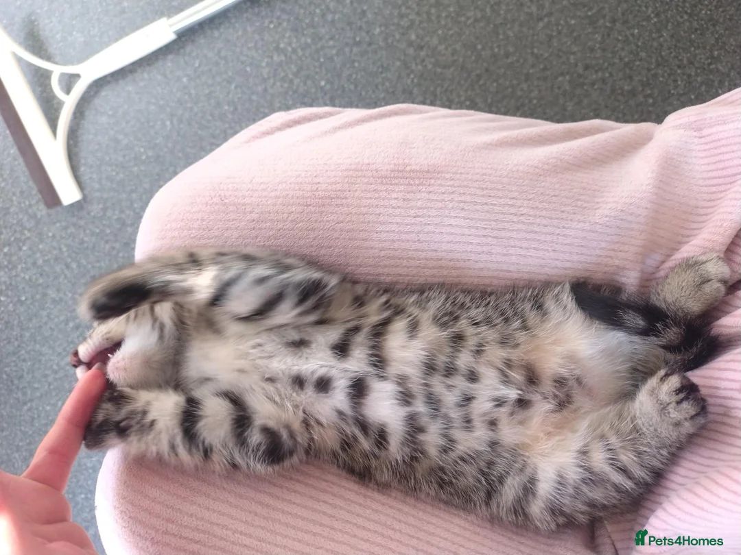 Mixed Breed cats for sale: 4 kittens  - Advert 2