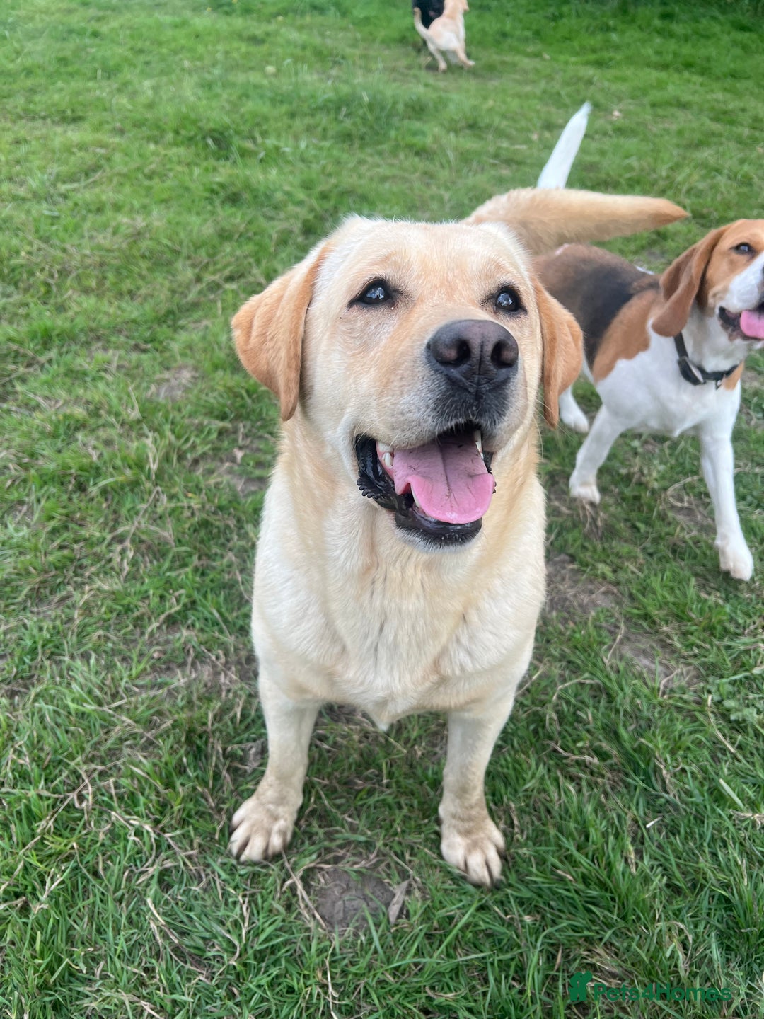 Labrador Retriever dogs for sale: ✨ Stunning chunky Labrador puppies ✨ - Image 22