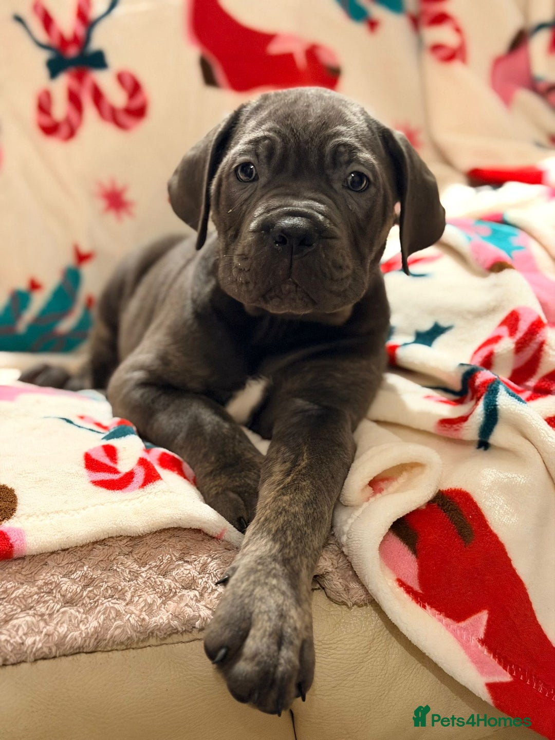 Cane Corso dogs for sale: 🐾 Stunning Cane Corso Puppies Available NOW ! 🐾 - Advert 12