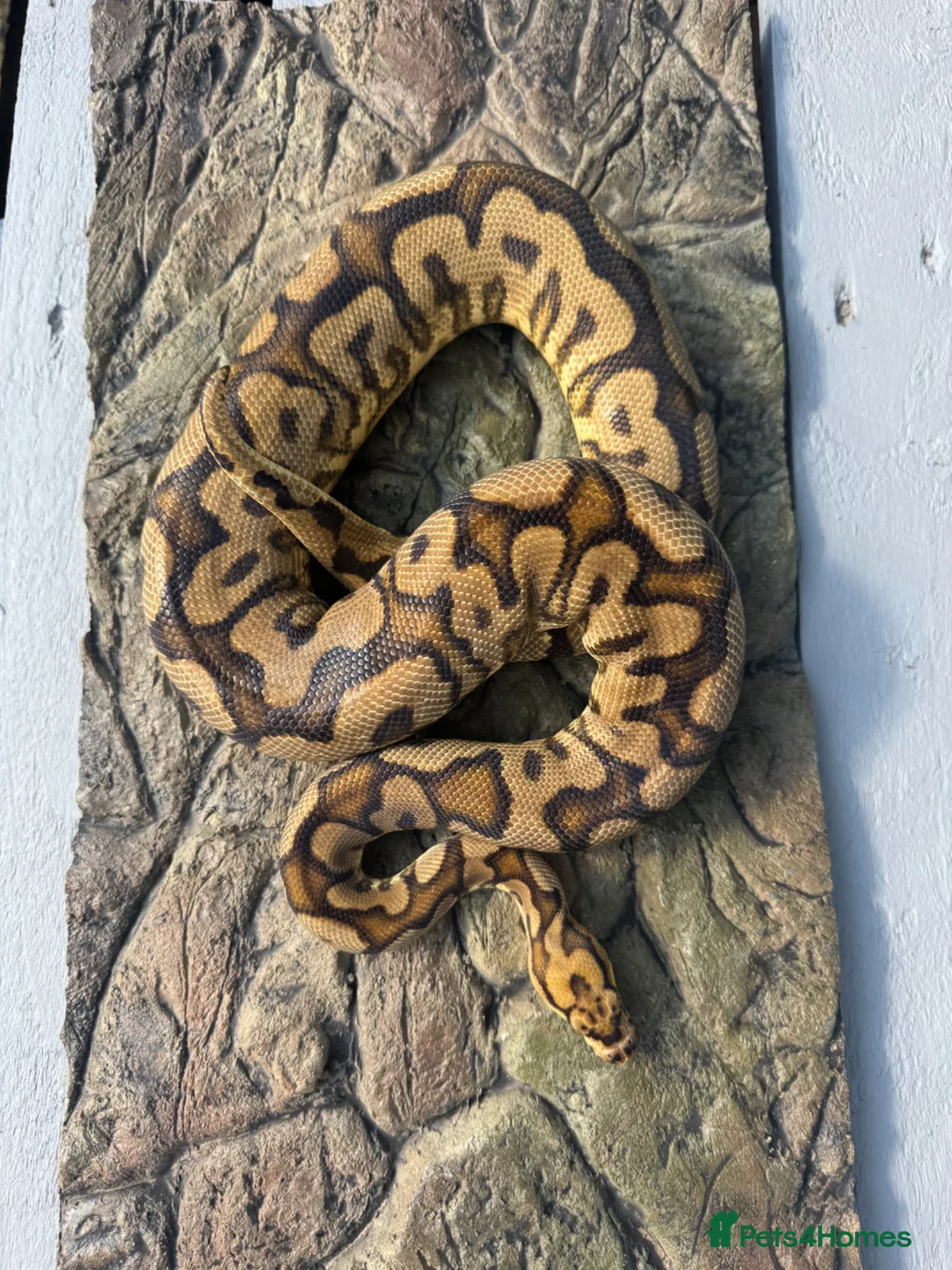 Python Snake reptiles for sale: Male sugar Spotnose clown - Advert 2