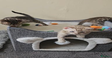 Bengal cats - Advert 16
