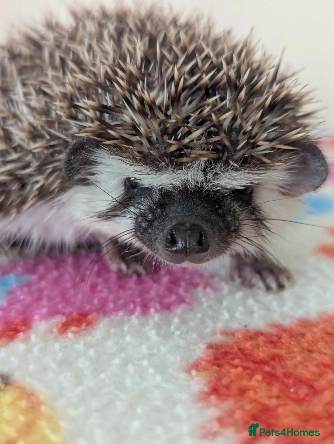Pygmy Hedgehog rodents for sale: Gorgeous Reduced Hoglets available NOW!!!! - Advert 31