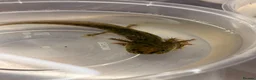 Axolotl reptiles for sale: Baby Axolotol’s  - Advert 3