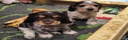 Cocker Spaniel dogs for sale: SPECIAL HOME WANTED FOR SOL - 2Yr COCKER SPANIEL - Advert 4