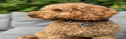 Labradoodle dogs for sale: DNA Health screened Miniature Labradoodles  - Advert 36
