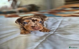 Dachshund dogs for sale: Miniature dachshund puppies PRA CLR - Image 15