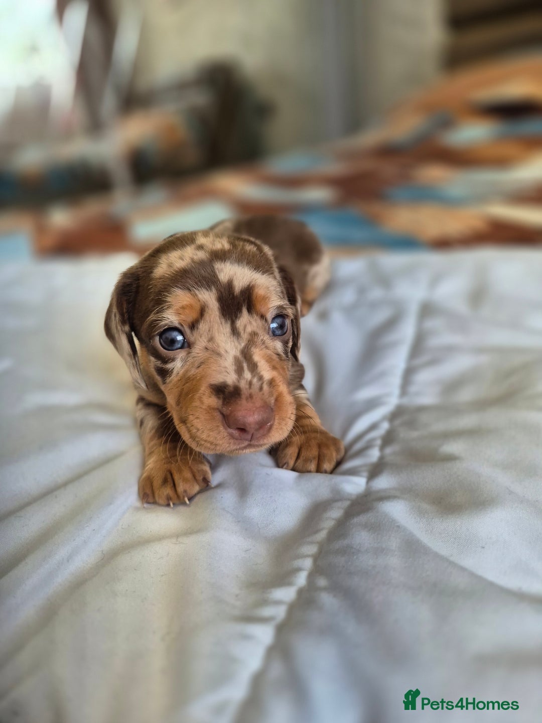 Dachshund dogs for sale: Miniature dachshund puppies PRA CLR - Image 15