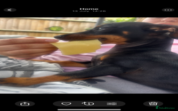 Miniature Dachshund dogs for sale: 2 miniature daschunds for sale  - Image 3