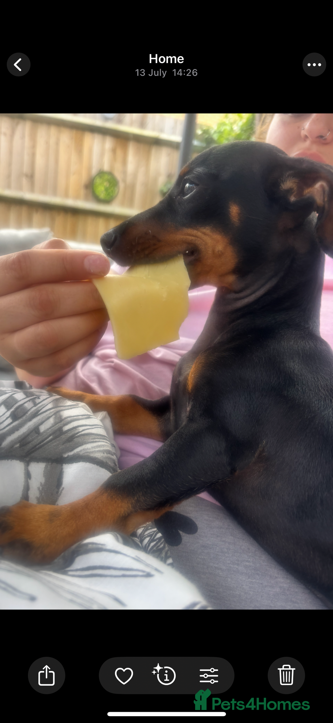 Miniature Dachshund dogs for sale: 2 miniature daschunds for sale  - Image 3