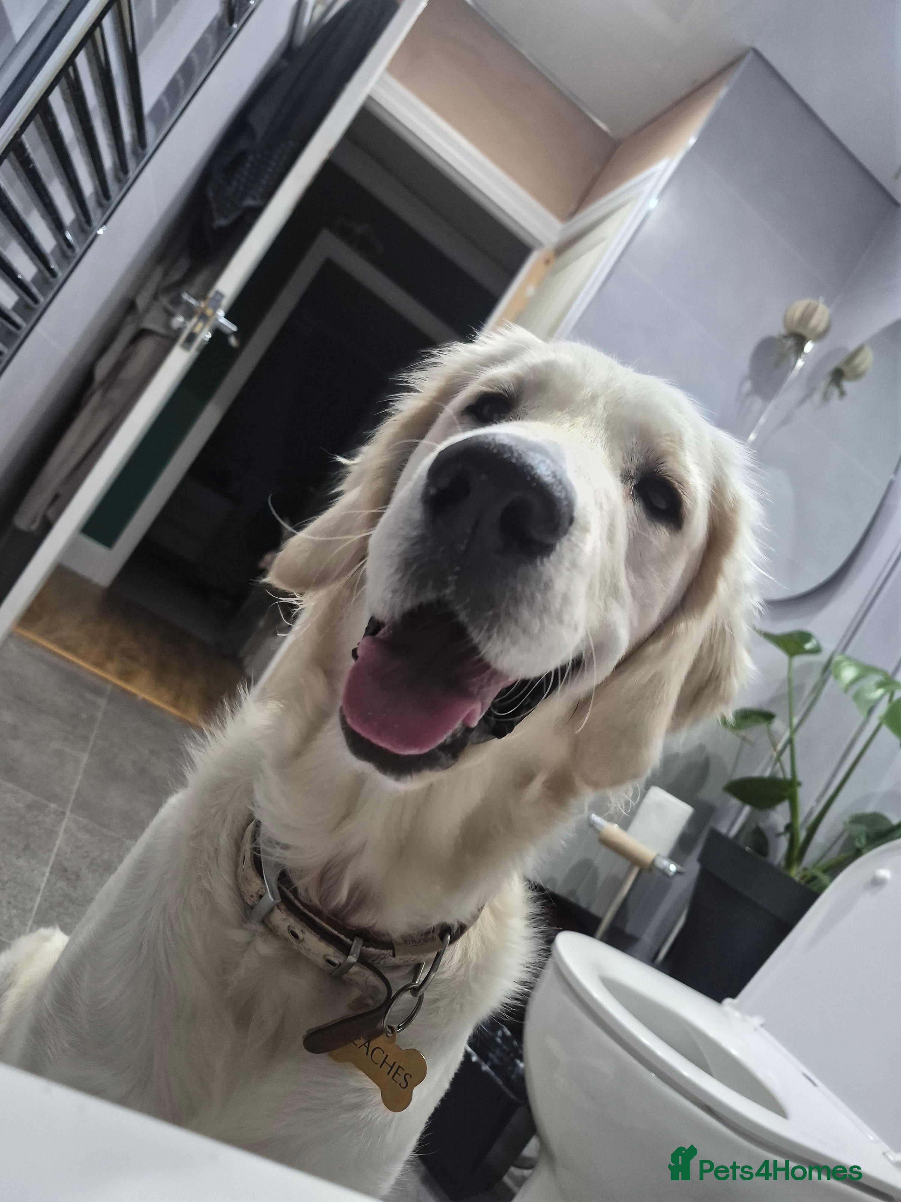 Goldendoodle dogs PEACHES 1 Year old Goldendoodle - Advert 1