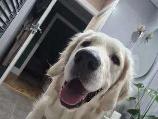 Goldendoodle dogs PEACHES 1 Year old Goldendoodle - Advert 1