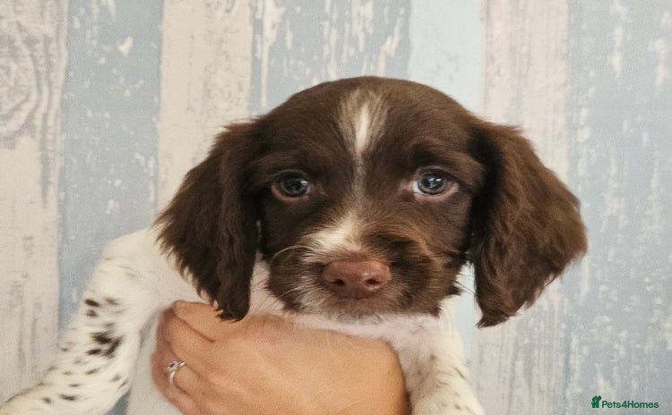 English Springer Spaniel dogs - Advert 4