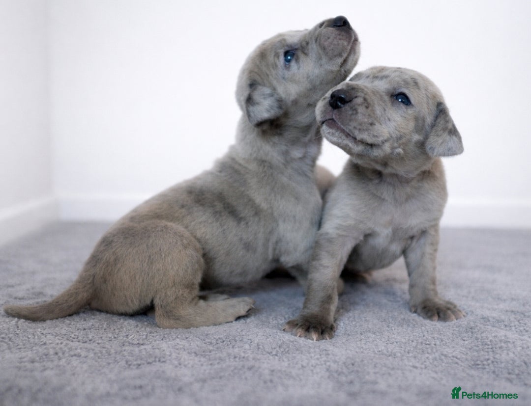 Great Dane dogs for sale: KC Registered Great Danes - Stunning Litter  - Advert 3