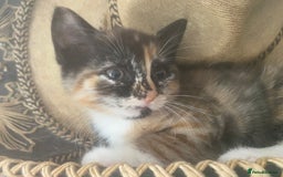 Ragdoll cats for sale: Beautiful Ragdoll cross kittens  in Newcastle upon Tyne - Image 17
