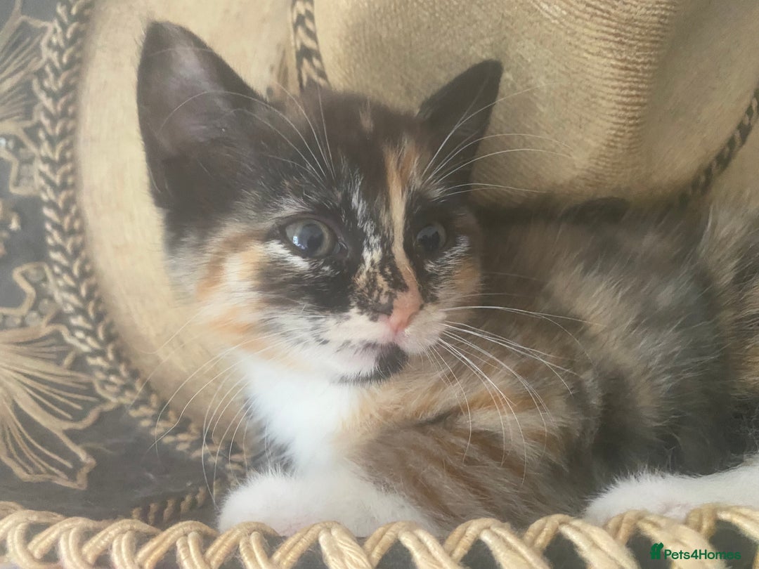 Ragdoll cats for sale: Beautiful Ragdoll cross kittens  in Newcastle upon Tyne - Image 17