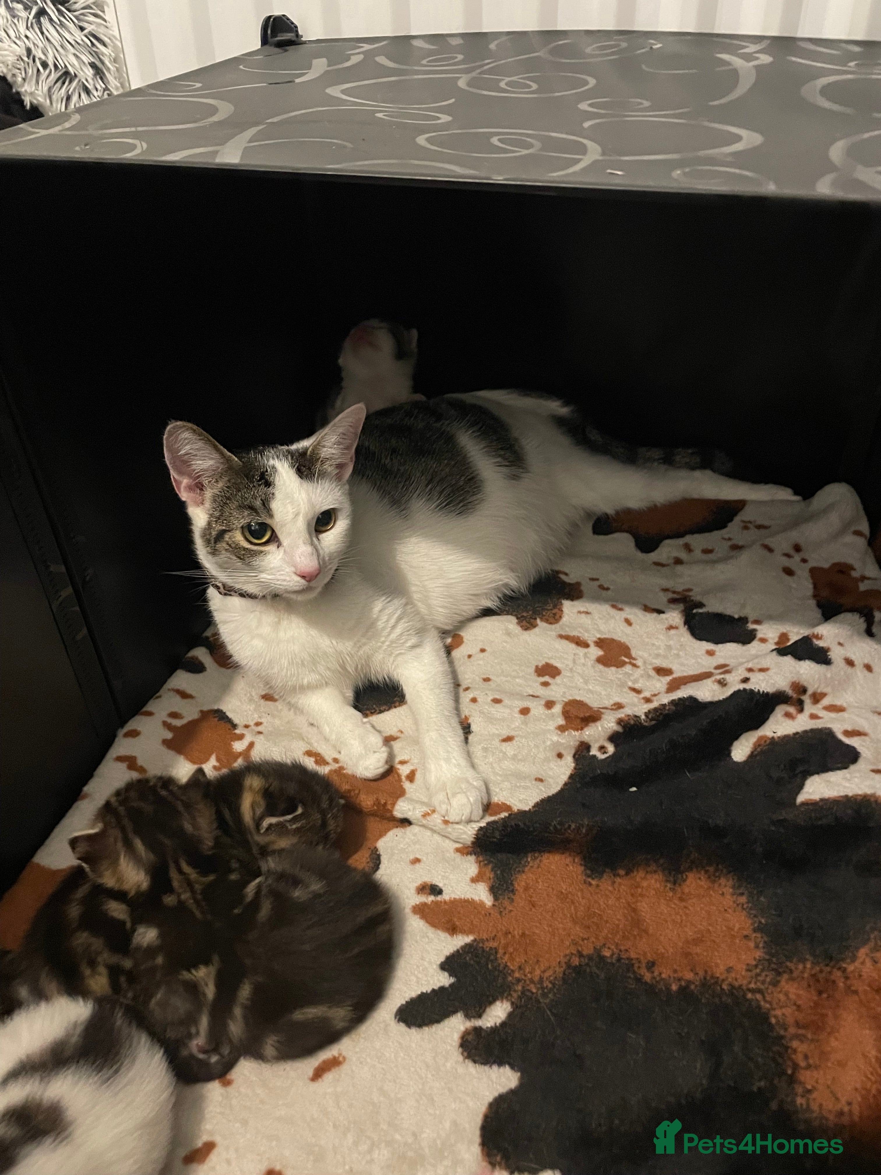 Mixed Breed cats 1 boy and 3 girls  - Advert 3