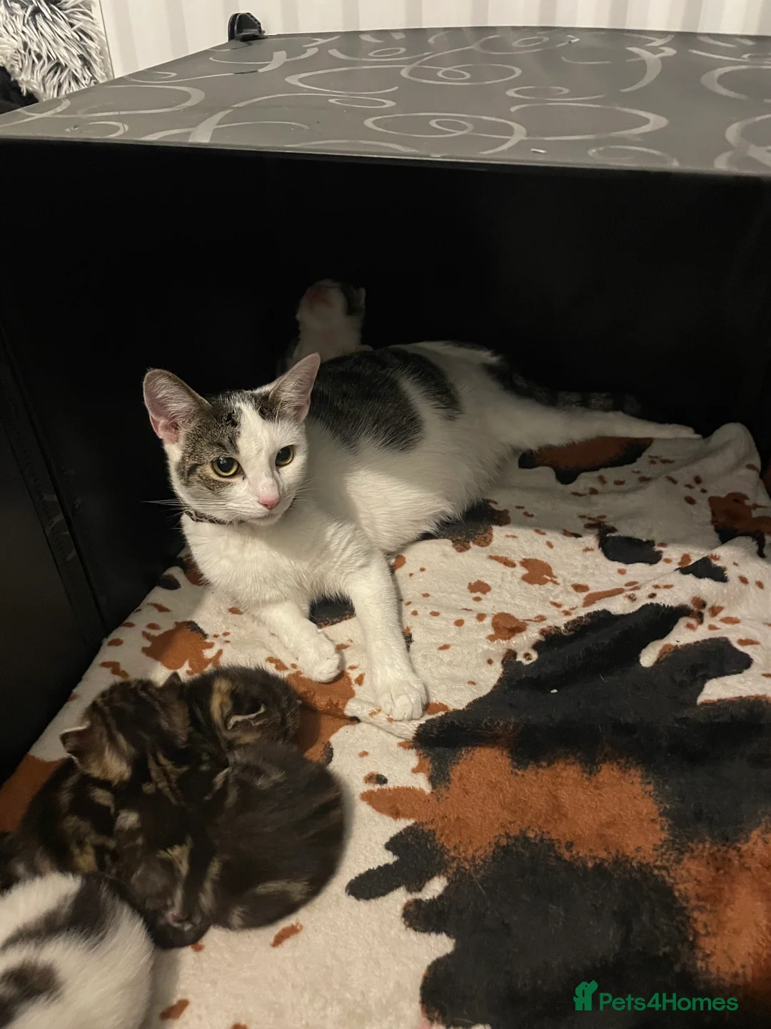 Mixed Breed cats for sale: 1 boy and 3 girls  - Advert 1