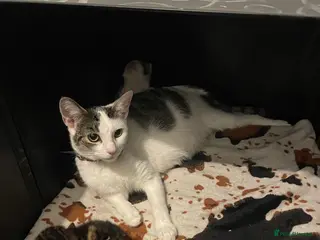 Mixed Breed cats 1 boy and 3 girls - Advert 2