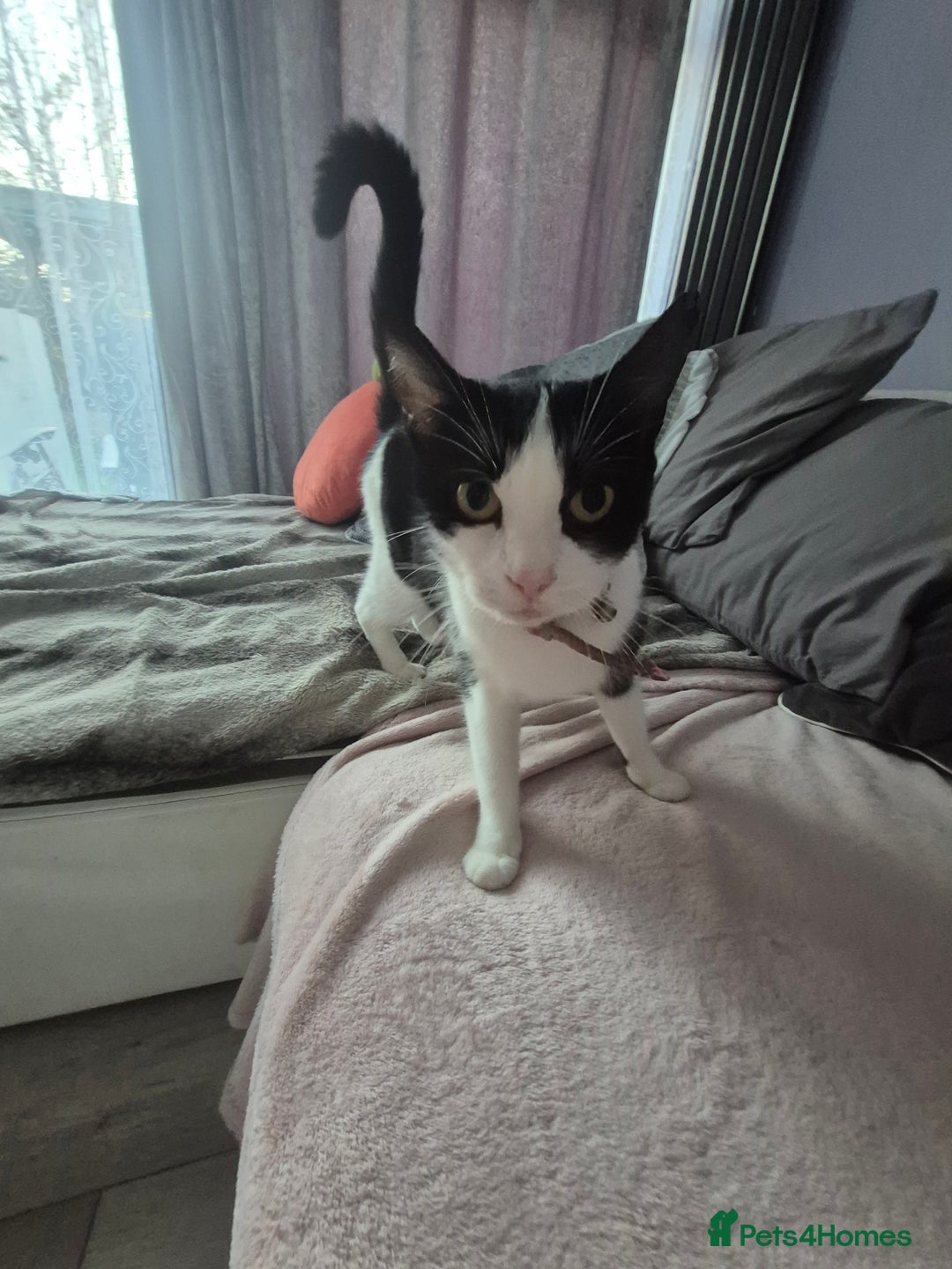 Mixed Breed cats for sale: Sweet kittens - Image 3