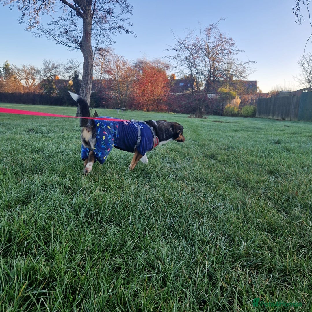 Mixed Breed dogs for adoption: Lessy  - Advert 8