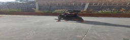 Rottweiler dogs for sale: Hi i have my rottweiler for sale  - Advert 14