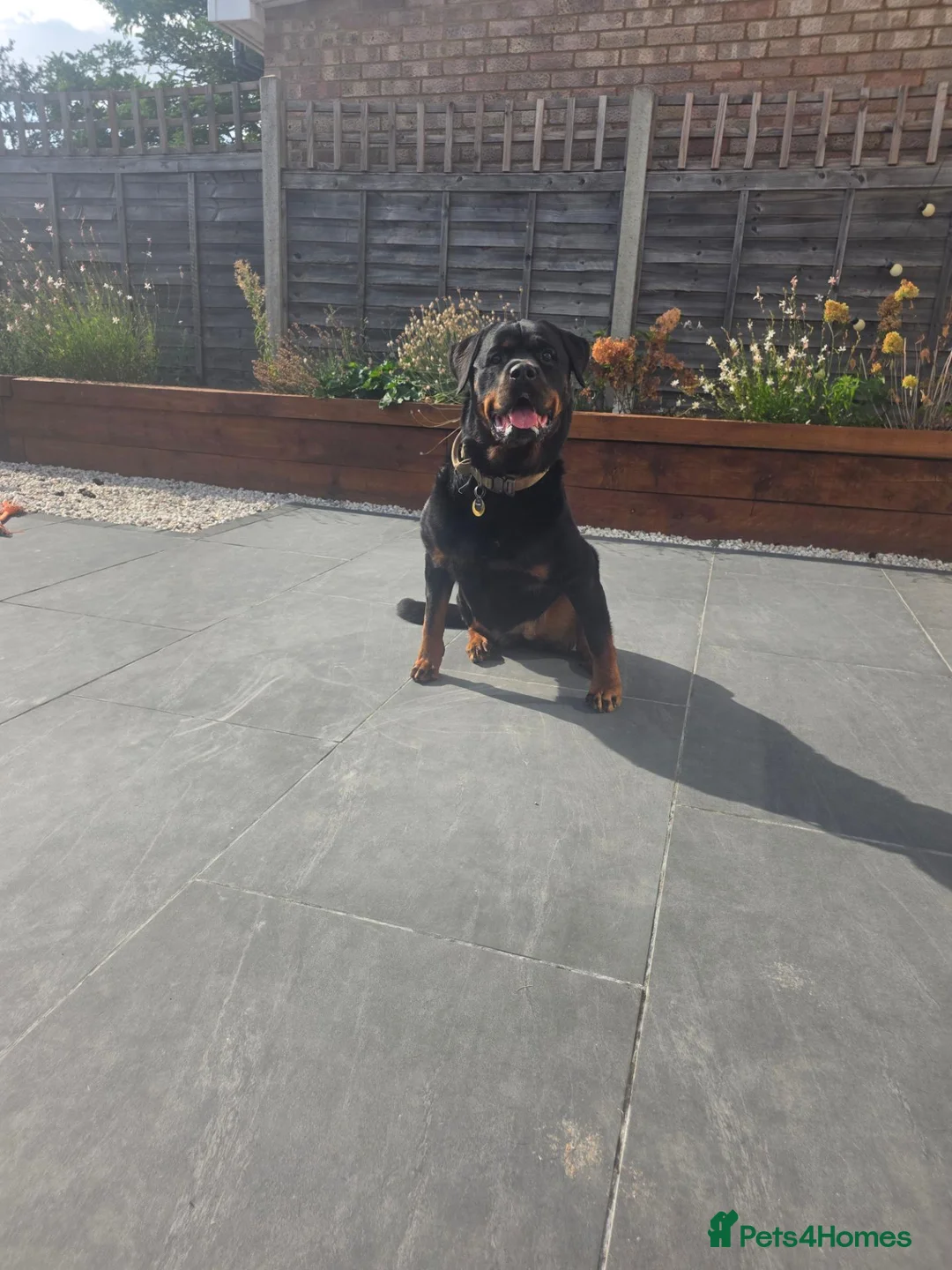 Rottweiler dogs for sale: Hi i have my rottweiler for sale  - Advert 14
