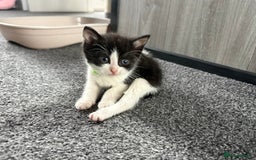 Domestic Shorthair cats for sale: Beautiful kittens  - Image 7