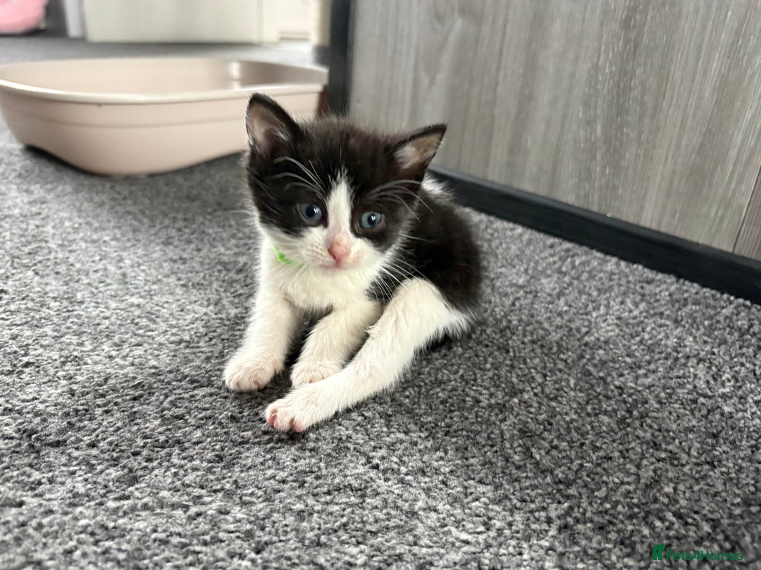 Domestic Shorthair cats for sale: Beautiful kittens  - Image 7