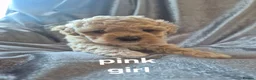 Poochon dogs for sale: Ready to leave! - Advert 5