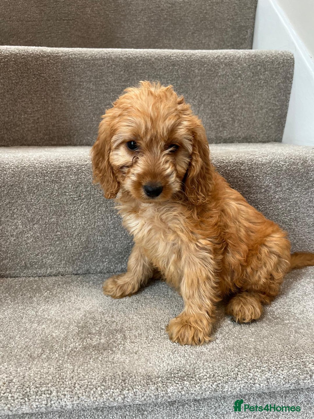 Cockapoo dogs for sale: Cockapoo Puppies Ready Now  - Advert 6