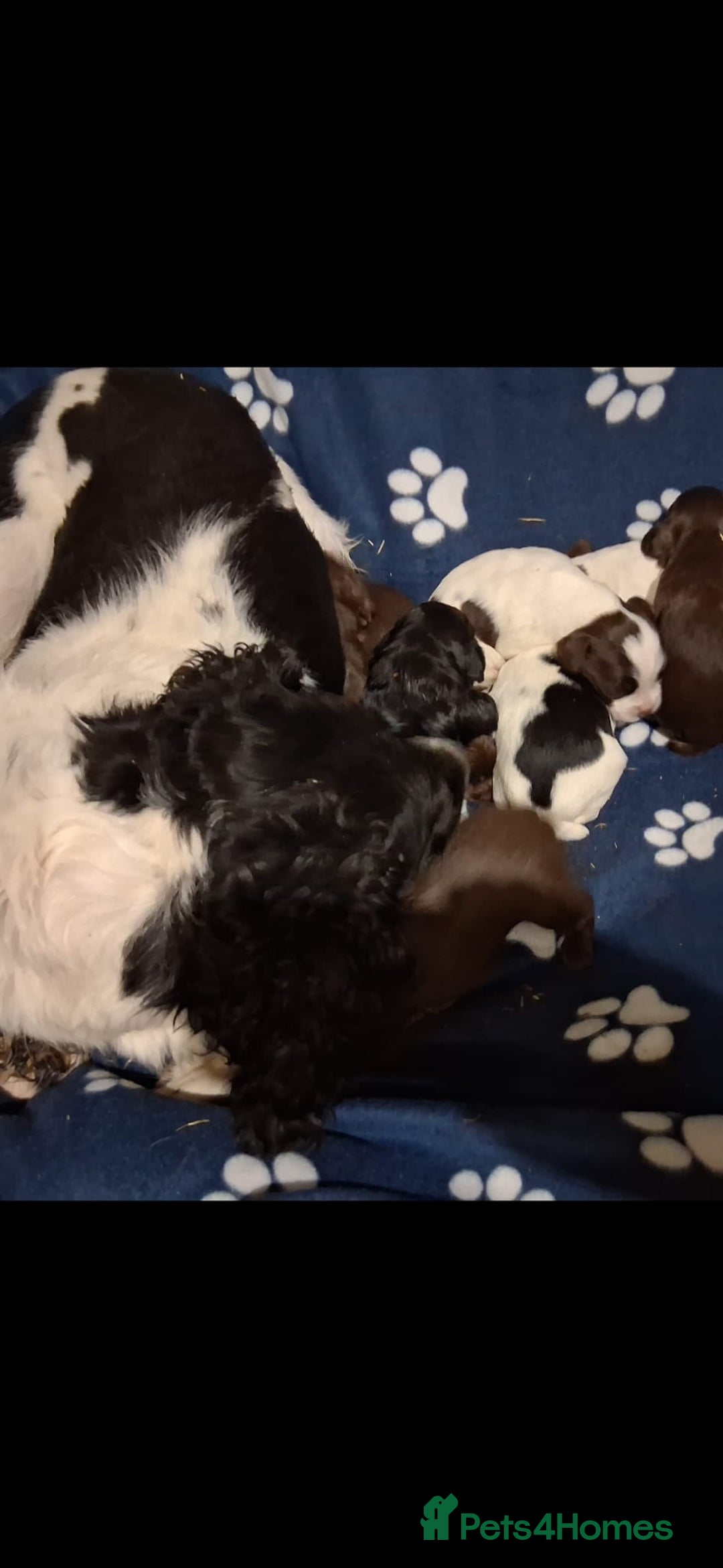 Sprocker dogs for sale: Sprocker puppies - Image 10