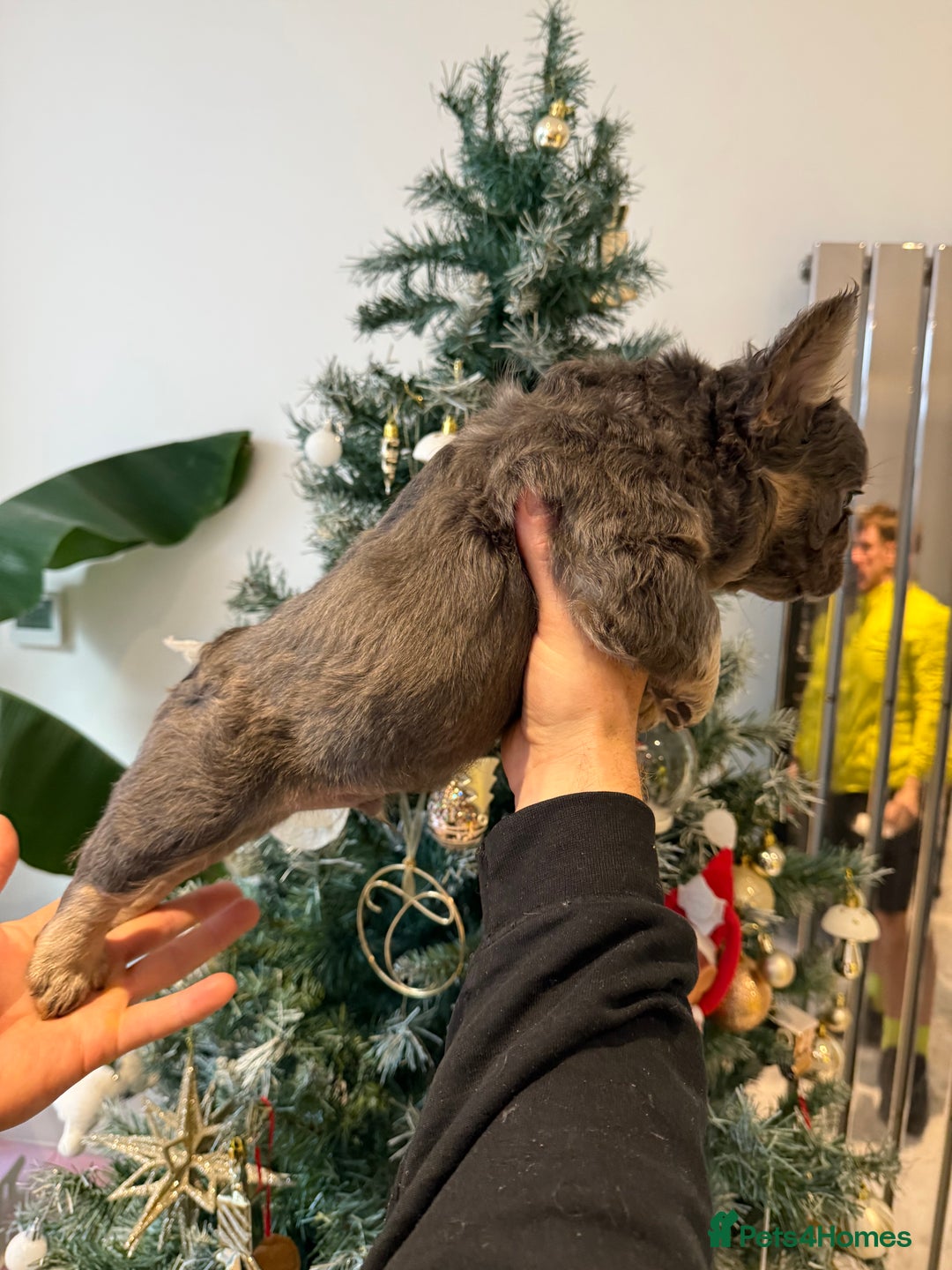 French Bulldog dogs for sale: 8weeks old Fluffy french bulldog puppies - Advert 28