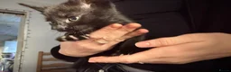 Mixed Breed cats for sale: Kittens  in Luton - Advert 4