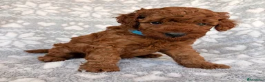 Toy Poodle 2