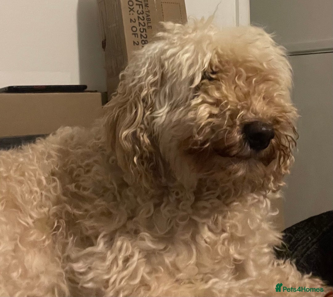 Australian Labradoodle dogs for sale: Meet Yasmin! - Advert 4