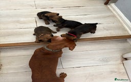Border Terrier dogs for sale: Border Terrier Puppies - Image 9