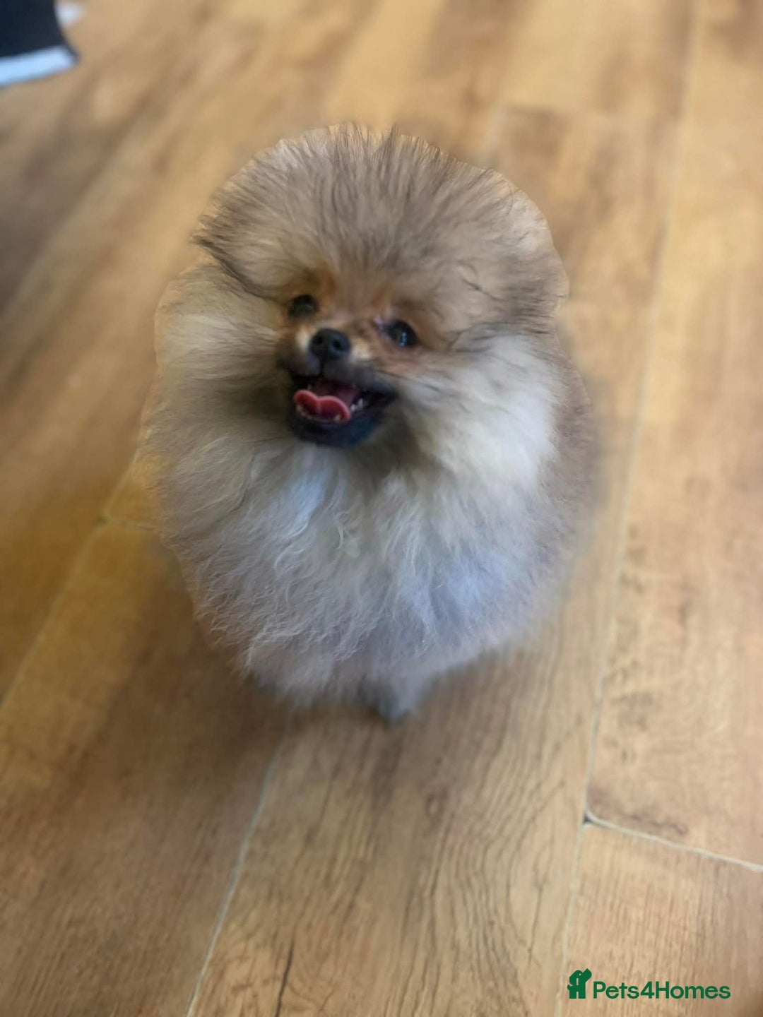 Pomeranian dogs for sale: Russian bloodline pomeranian Kc registered  - Advert 32