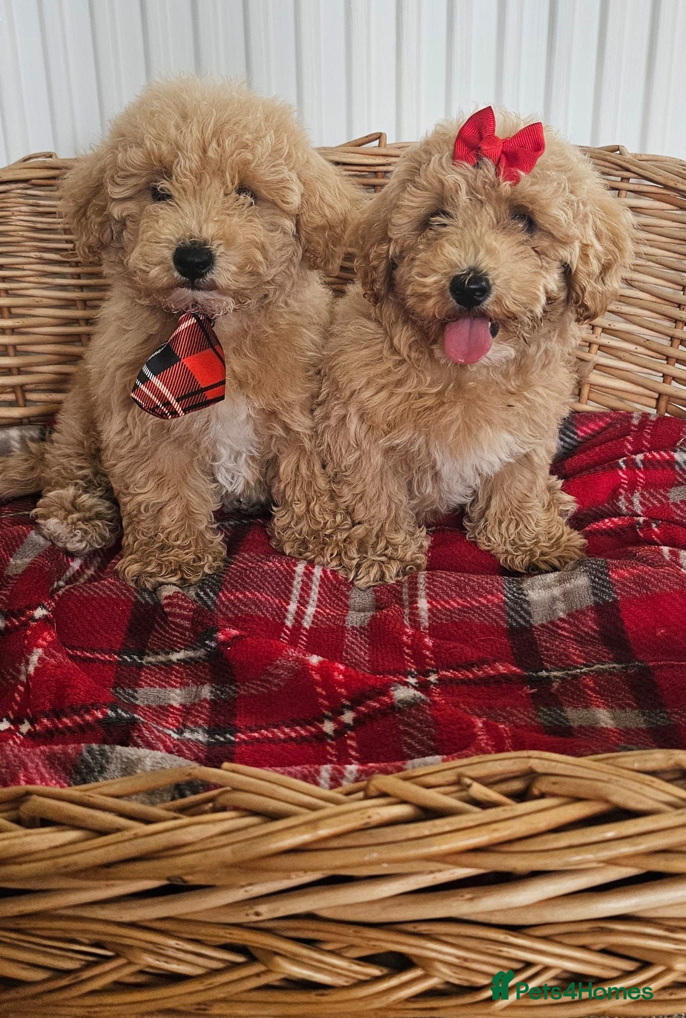 Cavapoo dogs  heath checked by vet report given  - Advert 2